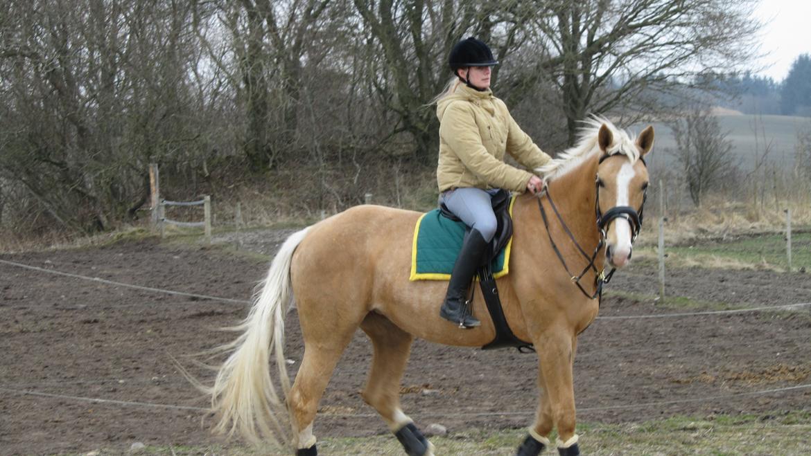 Palomino Heimdals Joy Of Gold - 2 gang jeg skridter rundt selv, hun er så sød <3 billede 8