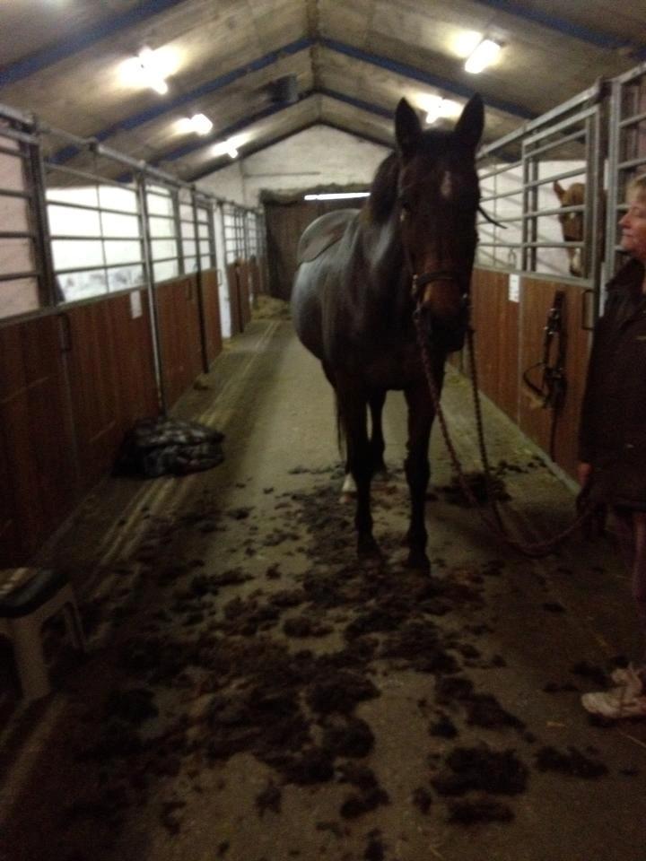 Anden særlig race Malou Kærlund (min mors) - Malou da hun blev klippet første gang i november, min mor der holder hende :). billede 5