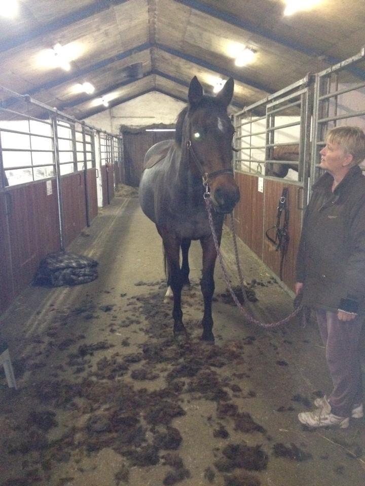 Anden særlig race Malou Kærlund (min mors) billede 6