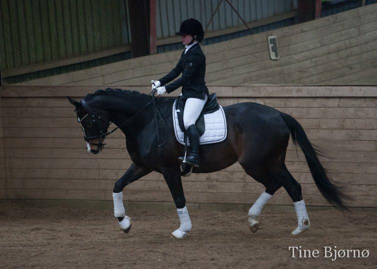 Dansk Varmblod Fiona Melody - Til vores første stævne.. FOTO: Tine Bjørnø billede 9