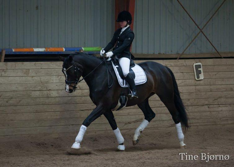 Dansk Varmblod Fiona Melody - FOTO: Tine Bjørnø billede 4
