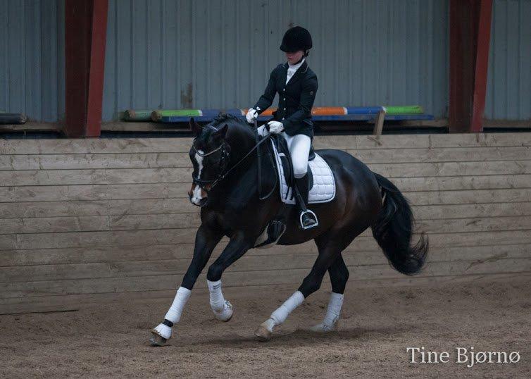 Dansk Varmblod Fiona Melody - FOTO: Tine Bjørnø billede 5