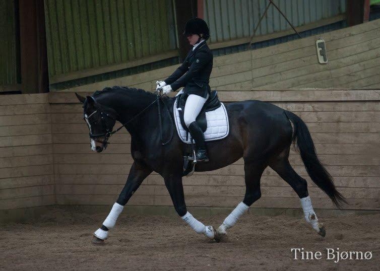 Dansk Varmblod Fiona Melody - FOTO: Tine Bjørnø billede 12