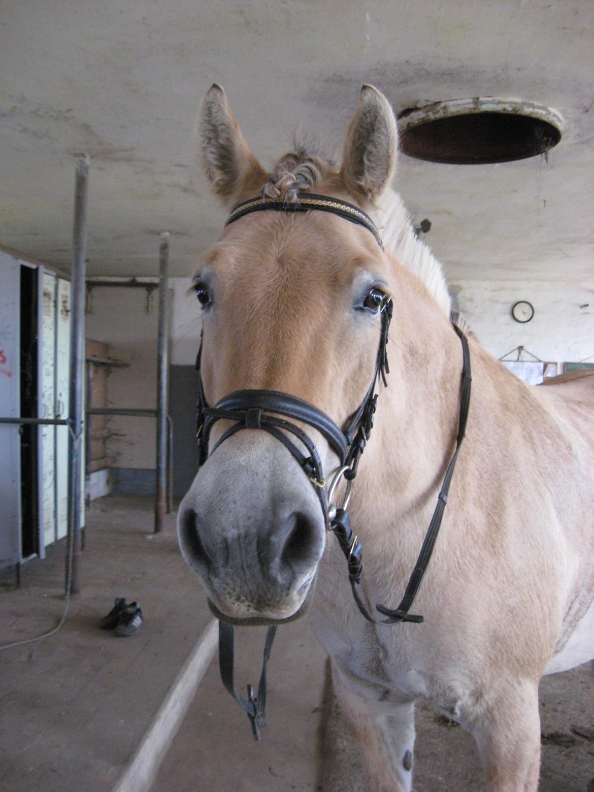 Fjordhest Kenzo - du søøh' <3 billede 20