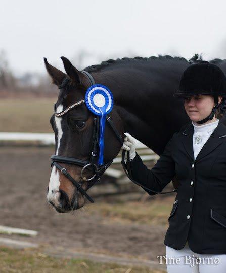 Dansk Varmblod Fiona Melody - Dejlige Fiona! FOTO: Tine Bjørnø billede 2