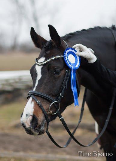 Dansk Varmblod Fiona Melody - FOTO: Tine Bjørnø billede 6