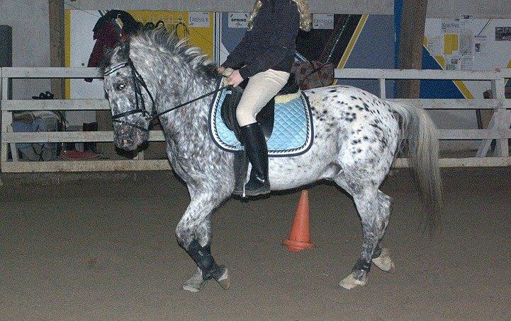 Appaloosa Benno - Gammel dressur billede :) billede 20