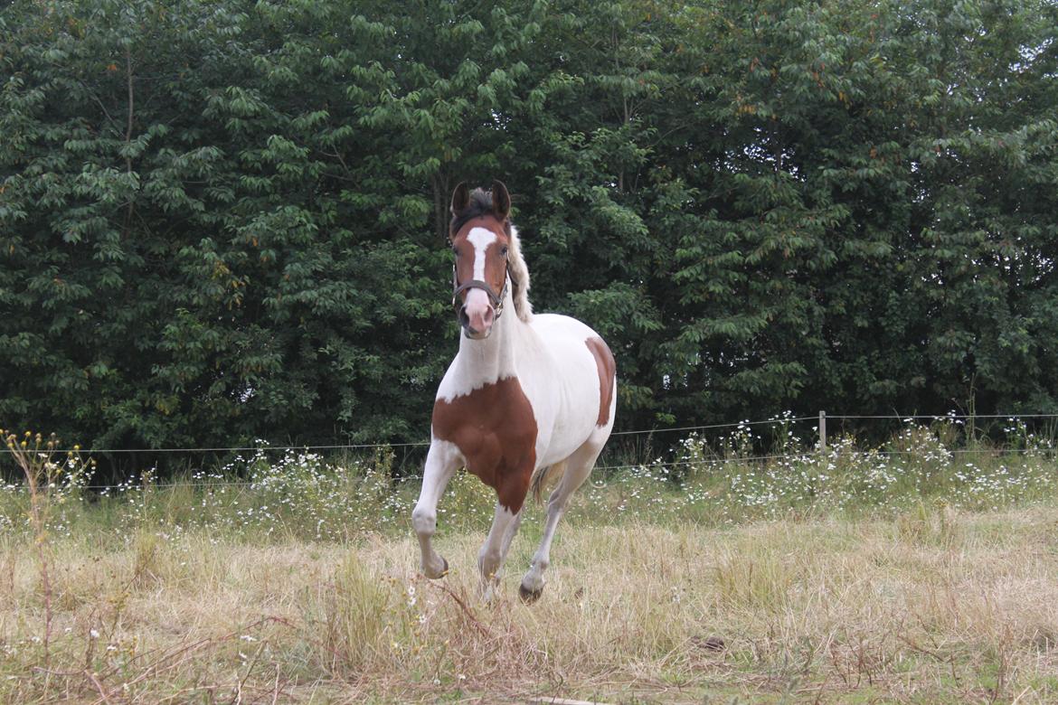 Anden særlig race All Star (Luna) - Glad pony på fold, sommeren 2012. billede 11