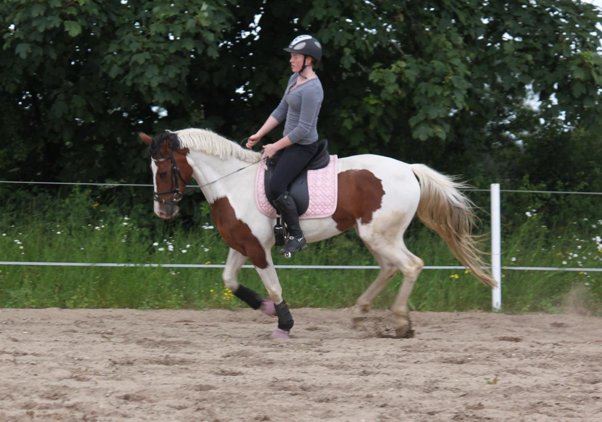 Anden særlig race All Star (Luna) - Dressur, Juni 2012. billede 17