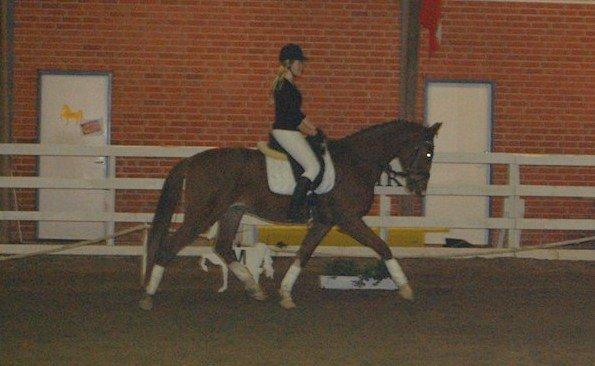 Anden særlig race Champ <3 - Mig og Champs første stævne :) billede 16