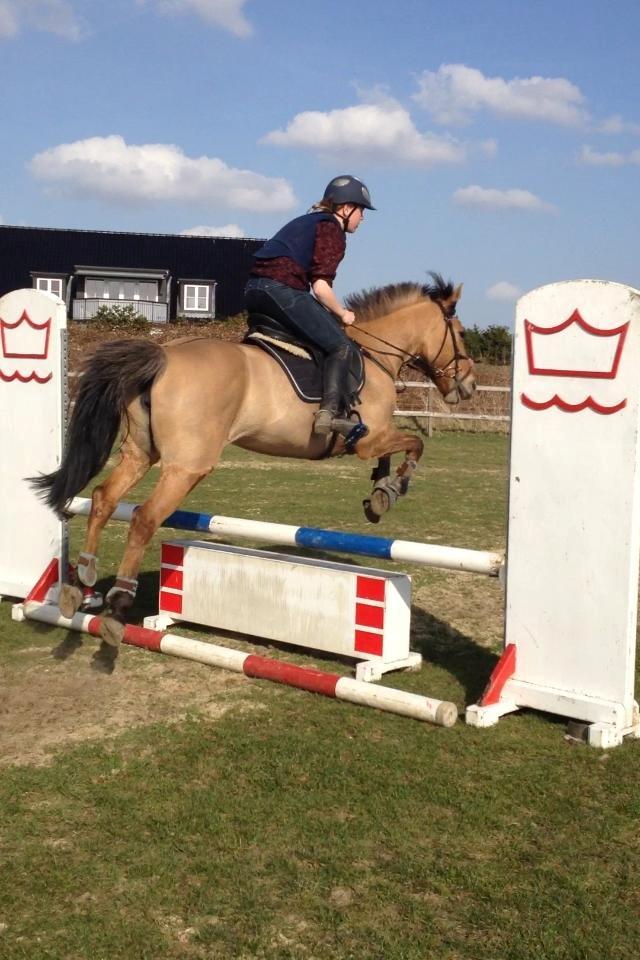 Anden særlig race kandis - Første gang på lille græs i år 2013 skønt<33 billede 1