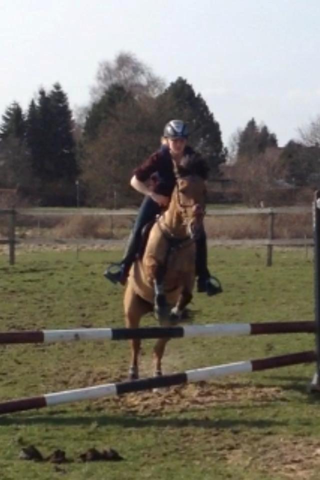 Anden særlig race kandis - <33 billede 13