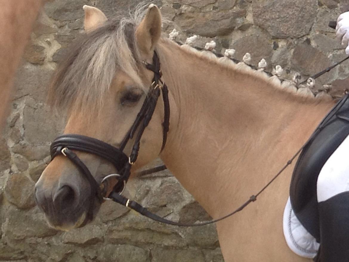 Fjordhest Vigdis R.I.P d. 18/1-14 - Lige efter Ditte, Viggo, Duchess og jeg var inde på banen - Til landsfinalerne 2012 :) billede 11