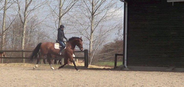 Dansk Varmblod TRÉSOR billede 10