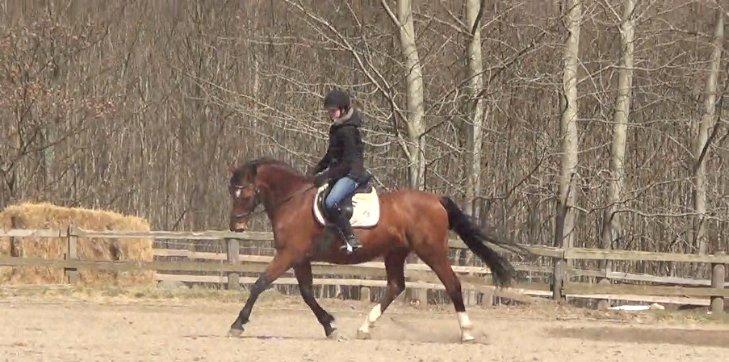 Dansk Varmblod TRÉSOR billede 1