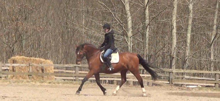 Dansk Varmblod TRÉSOR billede 15