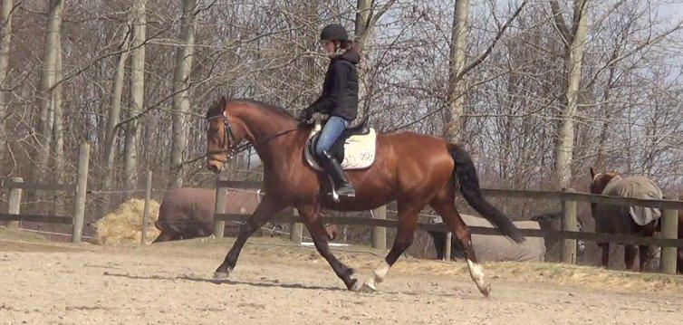 Dansk Varmblod TRÉSOR billede 19