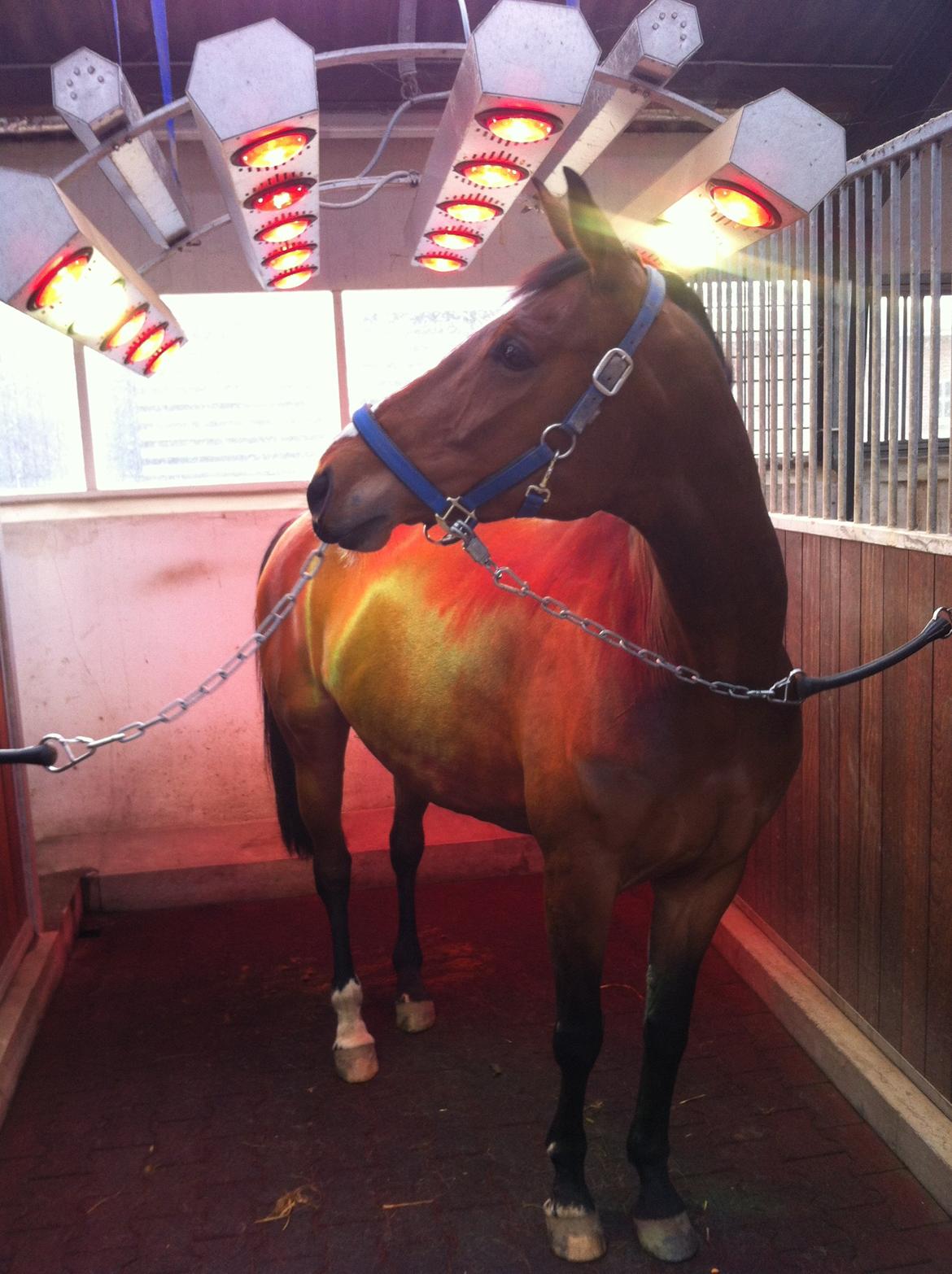 Dansk Varmblod Milans Mini Star - nyder lige 10 min i solarium efter en meget blæsende dag på folden :-) billede 18