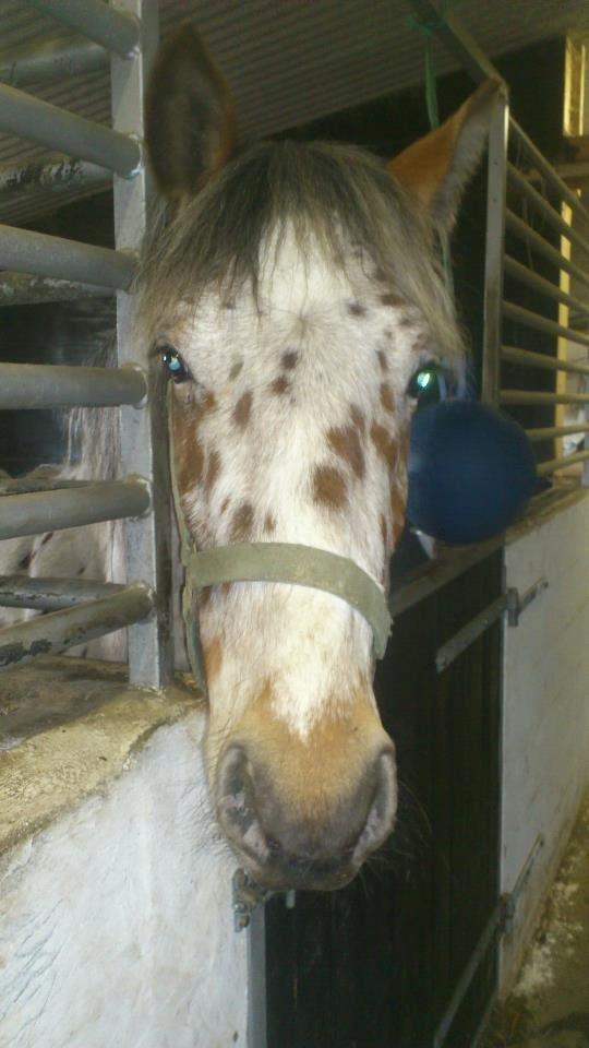 Knabstrupper arion billede 6