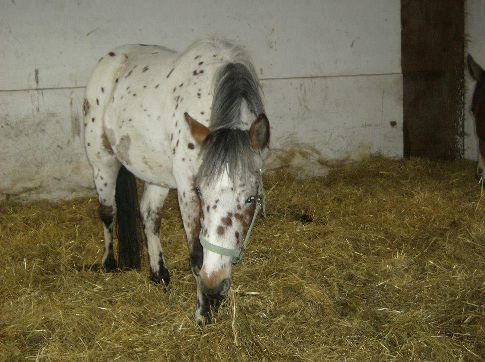 Knabstrupper arion billede 7