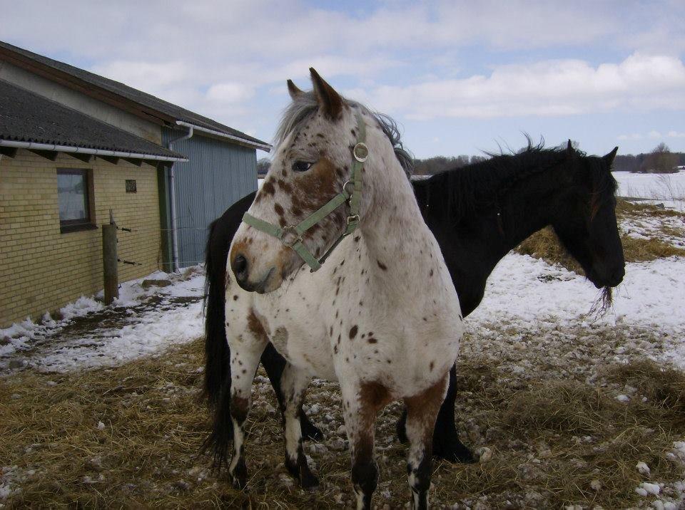 Knabstrupper arion billede 8