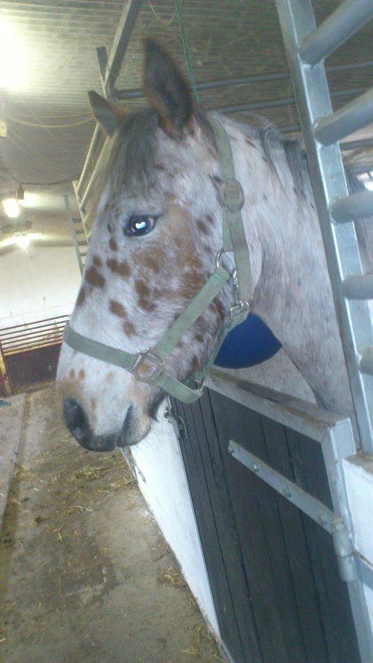 Knabstrupper arion billede 9