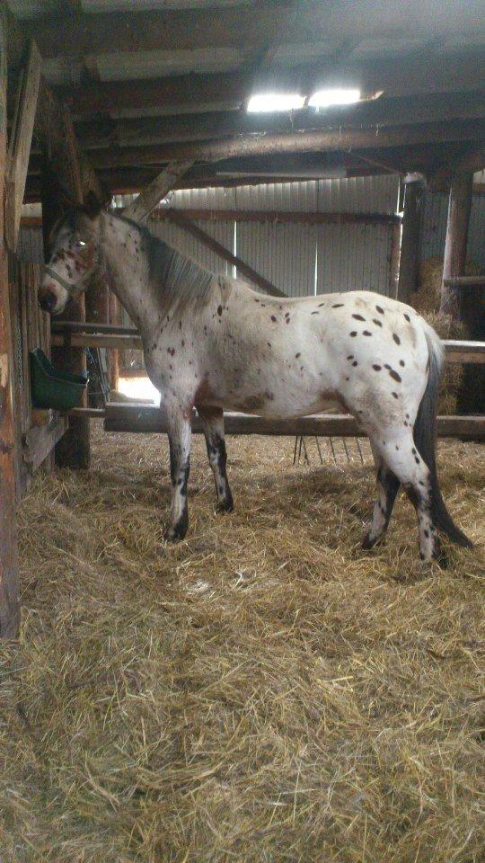 Knabstrupper arion billede 10