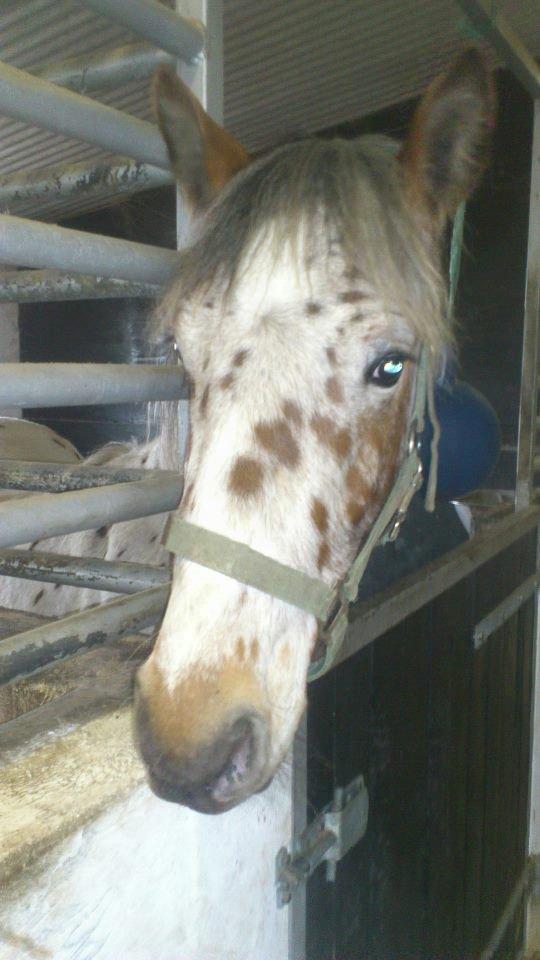 Knabstrupper arion billede 11