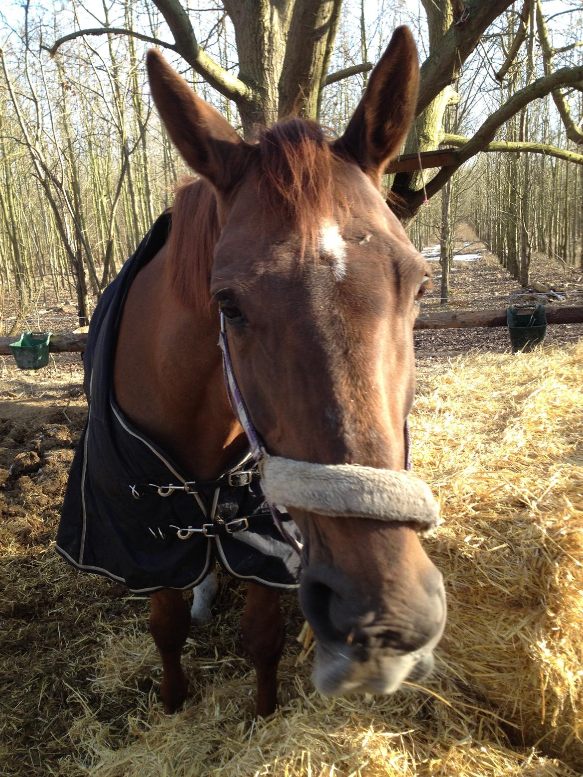 Dansk Varmblod Allie kat billede 5