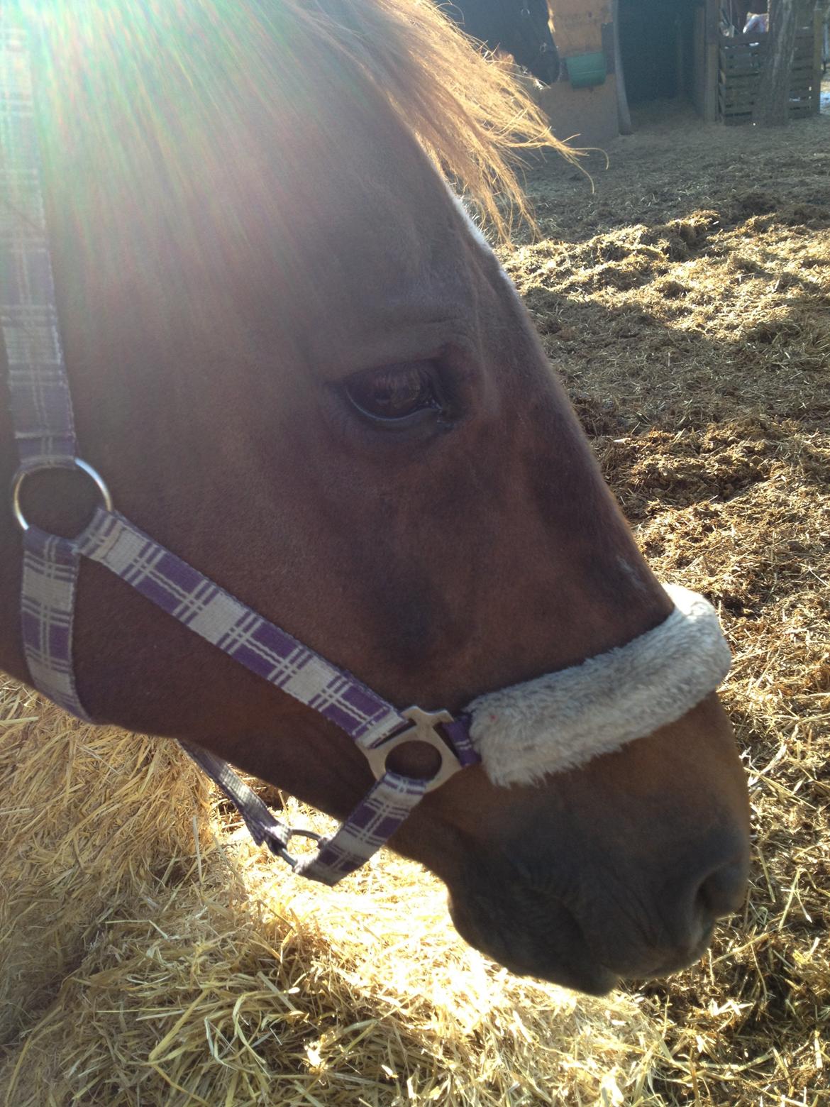 Dansk Varmblod Allie kat billede 6