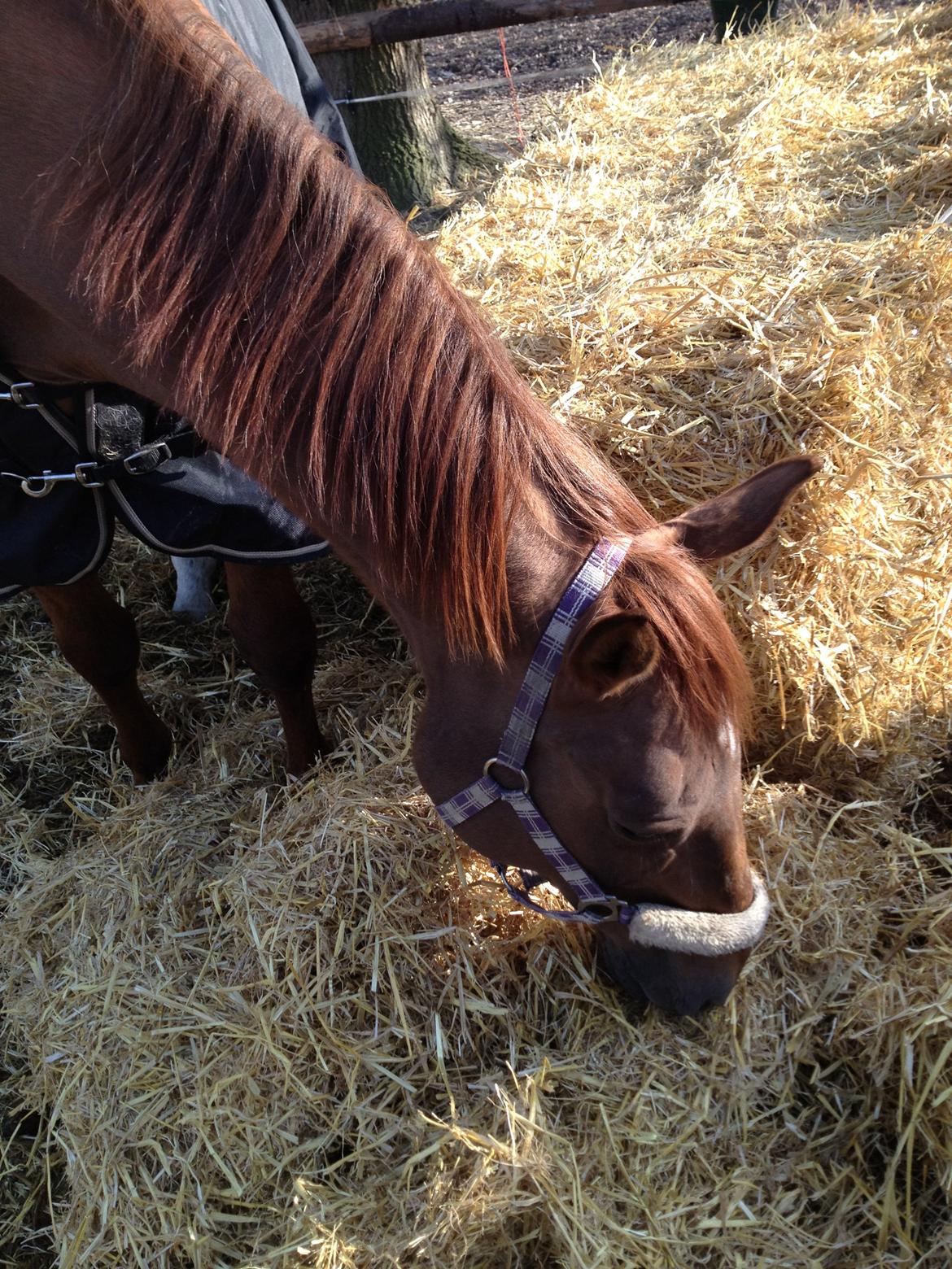 Dansk Varmblod Allie kat - Allie<3<3 billede 4