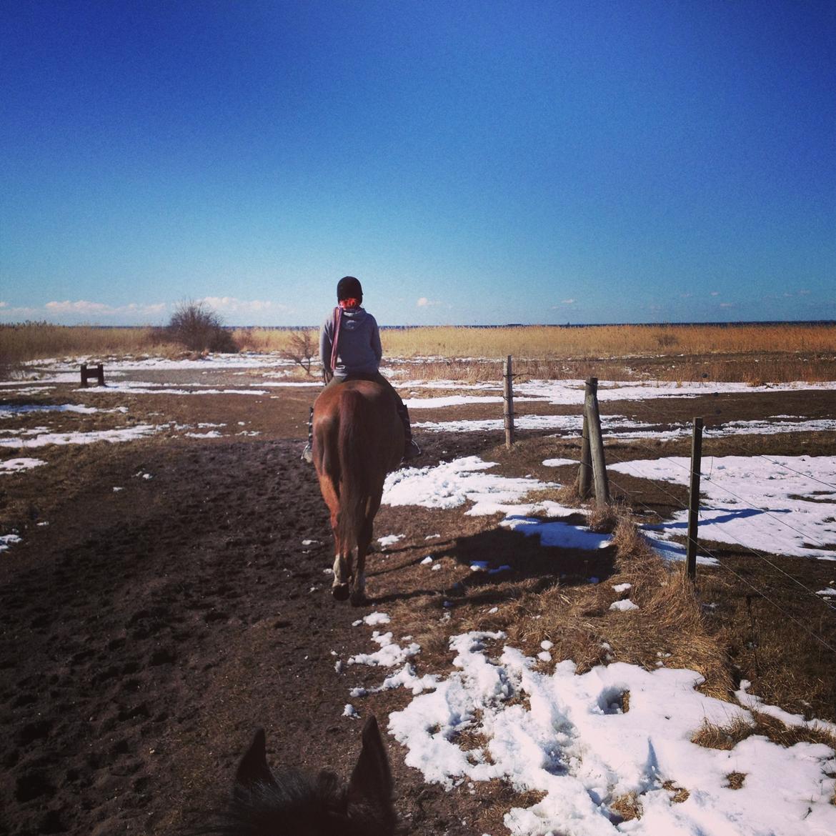 Dansk Varmblod Allie kat - lækker tur på stranden med dejlige Allie <3 billede 2