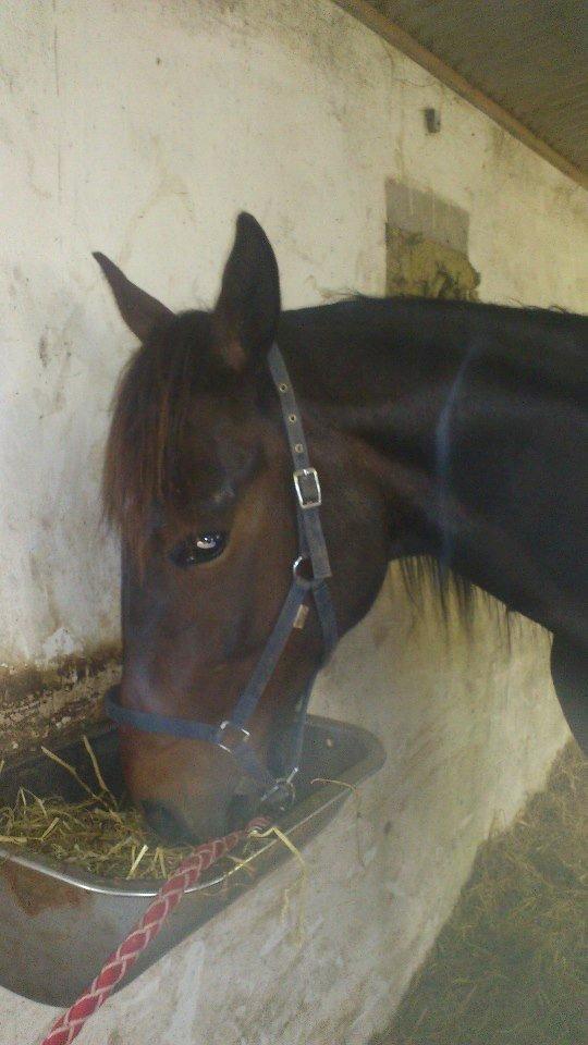 Traver Mccoy V K billede 3