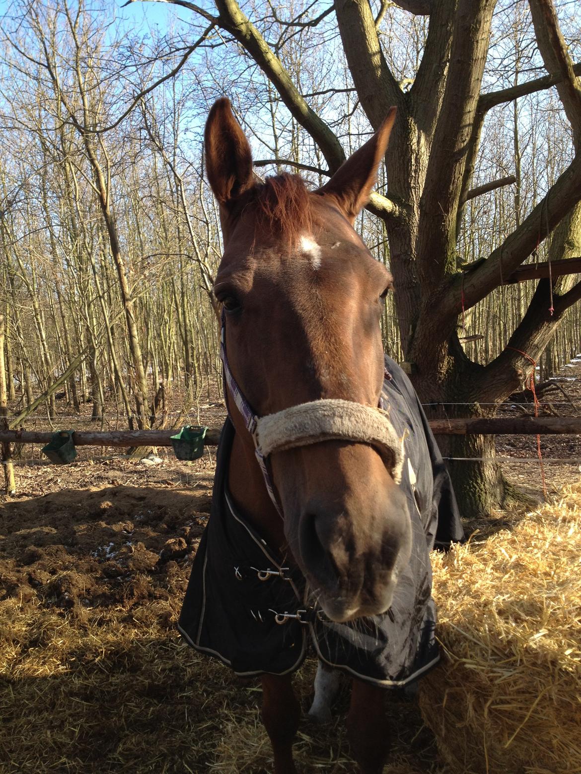 Dansk Varmblod Allie kat billede 7