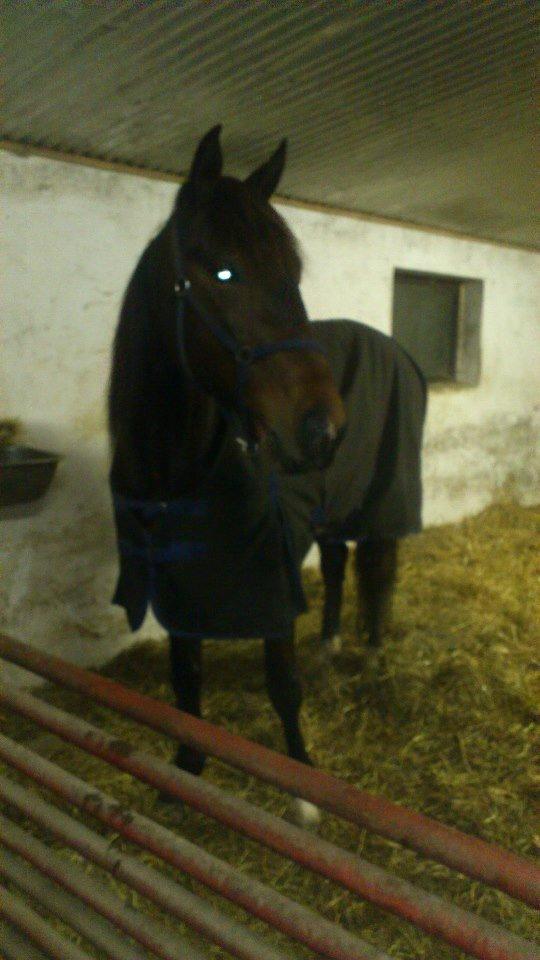 Traver Mccoy V K billede 5