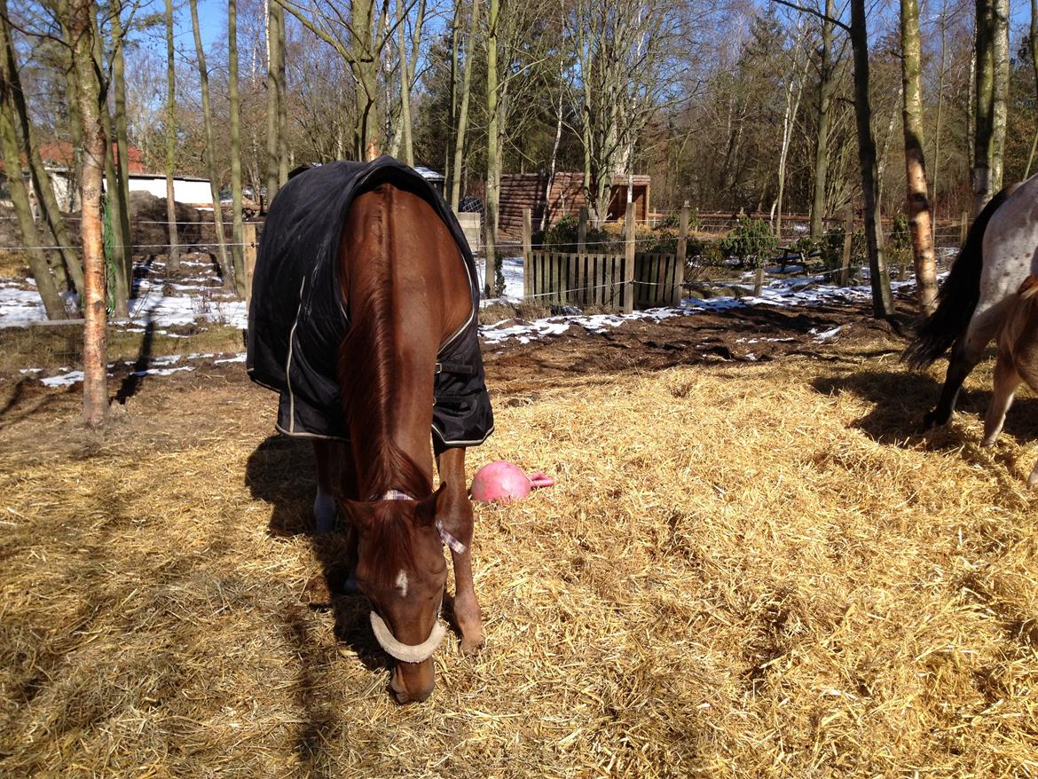 Dansk Varmblod Allie kat - <3 billede 3