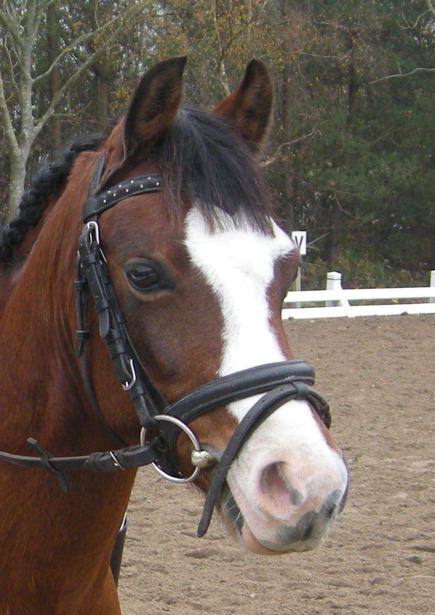 Welsh Pony (sec B) Rakt's Britney solgt - Stævne billede 18