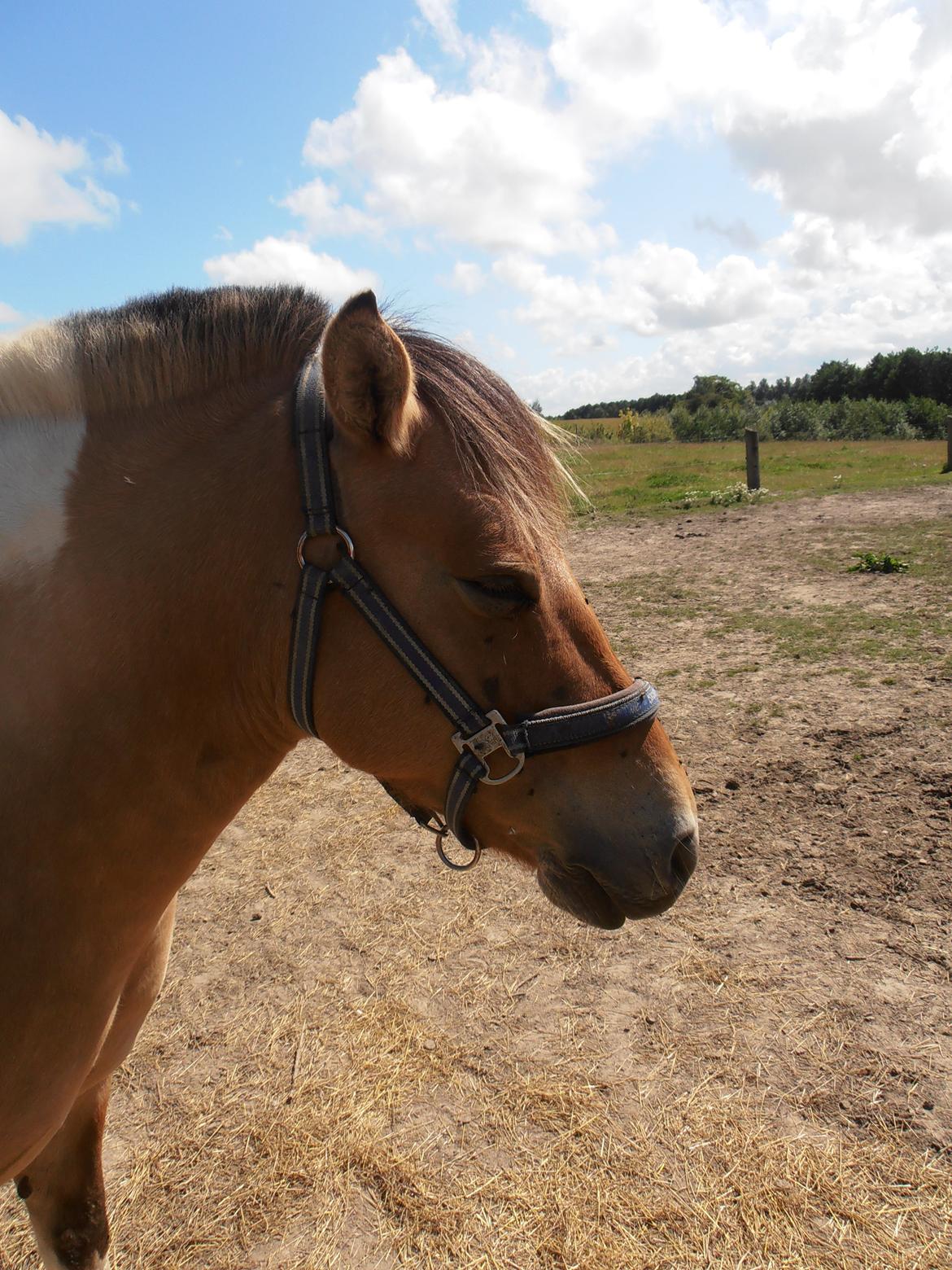 Anden særlig race Sølvmosegaards Sascha billede 2