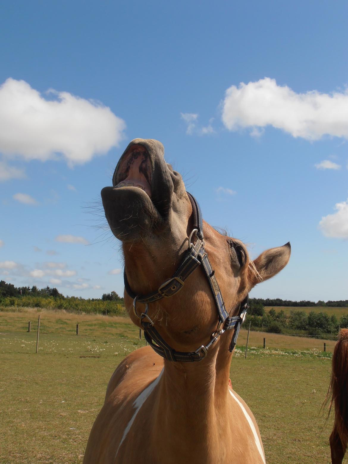 Anden særlig race Sølvmosegaards Sascha - Smiiiil billede 1