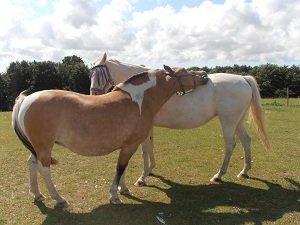 Anden særlig race Sølvmosegaards Sascha - 2 x Sasja - bedste venner <3 billede 3