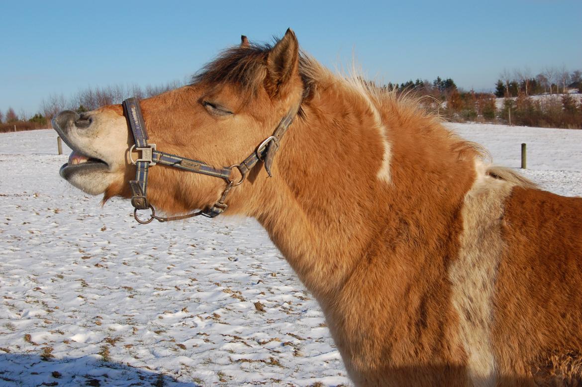 Anden særlig race Sølvmosegaards Sascha - Smiiil igen billede 4