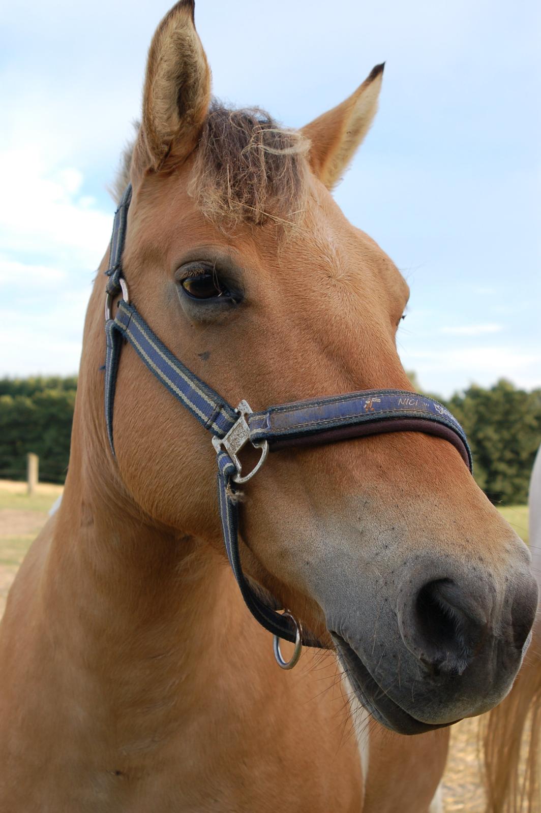 Anden særlig race Sølvmosegaards Sascha billede 5