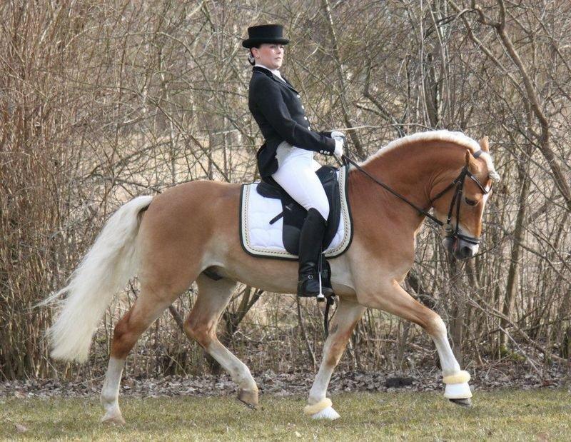 Haflinger Wi-Waldi Wican AVLSHINGST billede 14