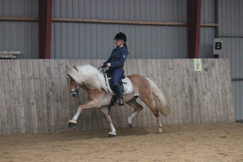 Haflinger Wi-Waldi Wican AVLSHINGST billede 16