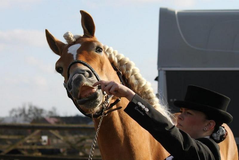 Haflinger Wi-Waldi Wican AVLSHINGST billede 17