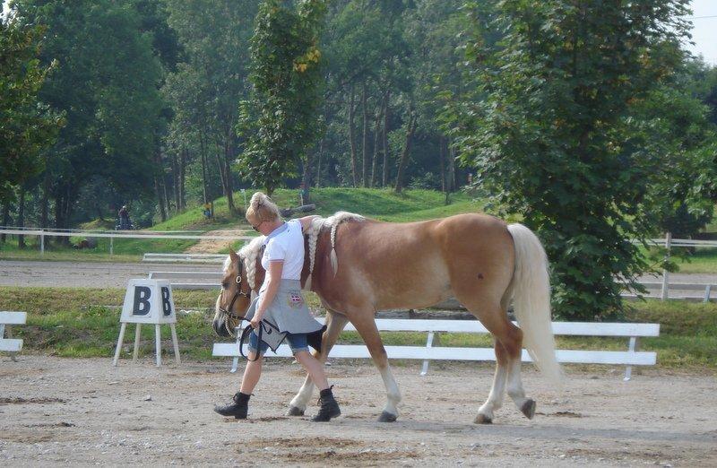 Haflinger Wi-Waldi Wican AVLSHINGST - hyggetid til EM i østrig :-) billede 18