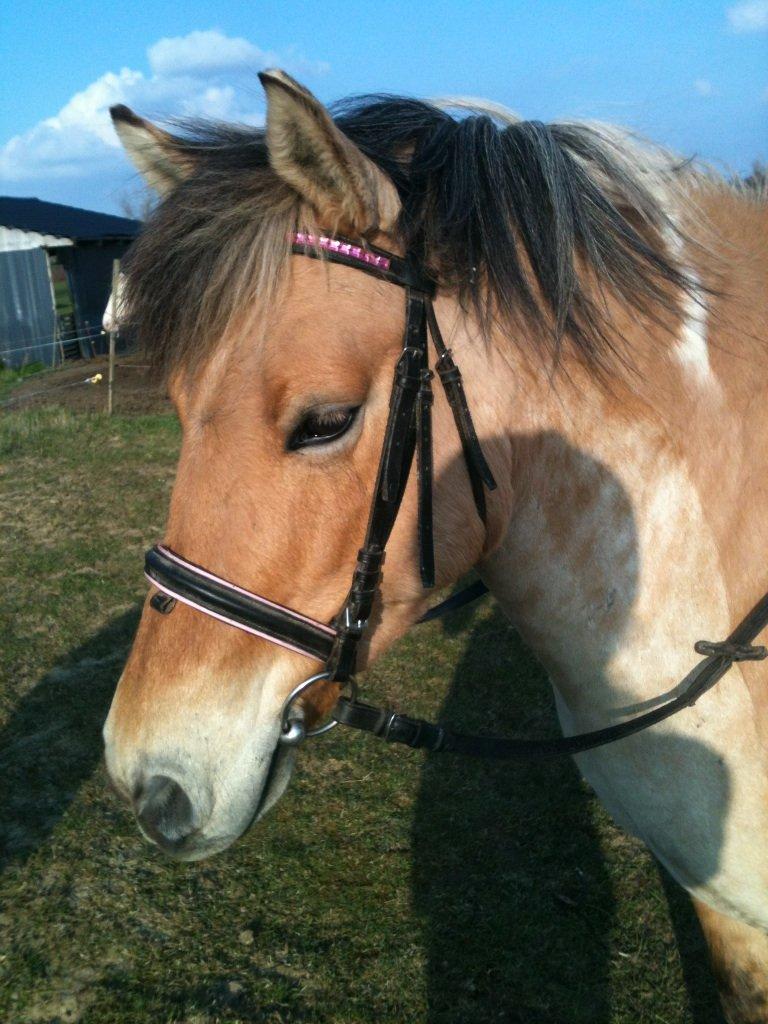 Anden særlig race Sølvmosegaards Sascha billede 6