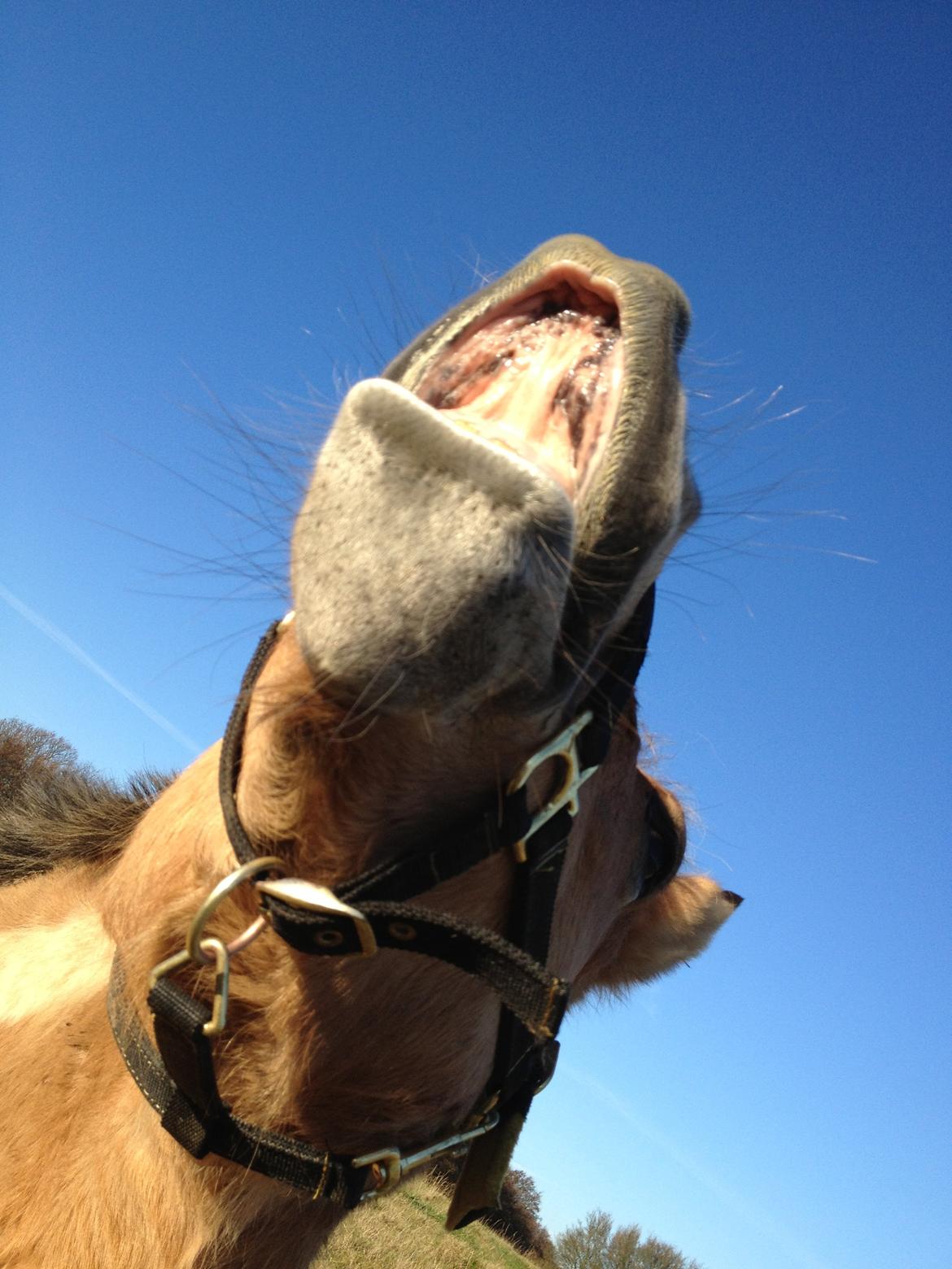 Anden særlig race Sølvmosegaards Sascha - Endnu et smil :-) billede 7