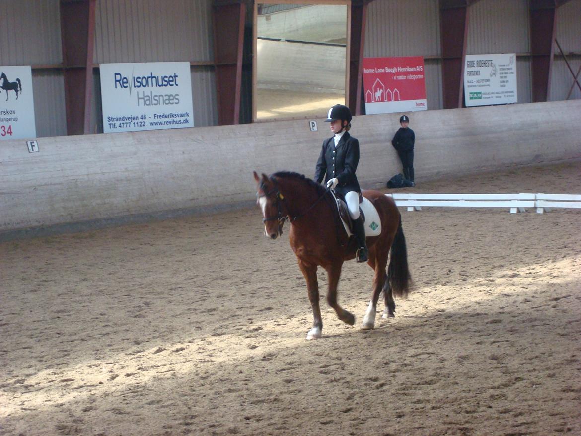 Anden særlig race Midnight - Stævne billede 3