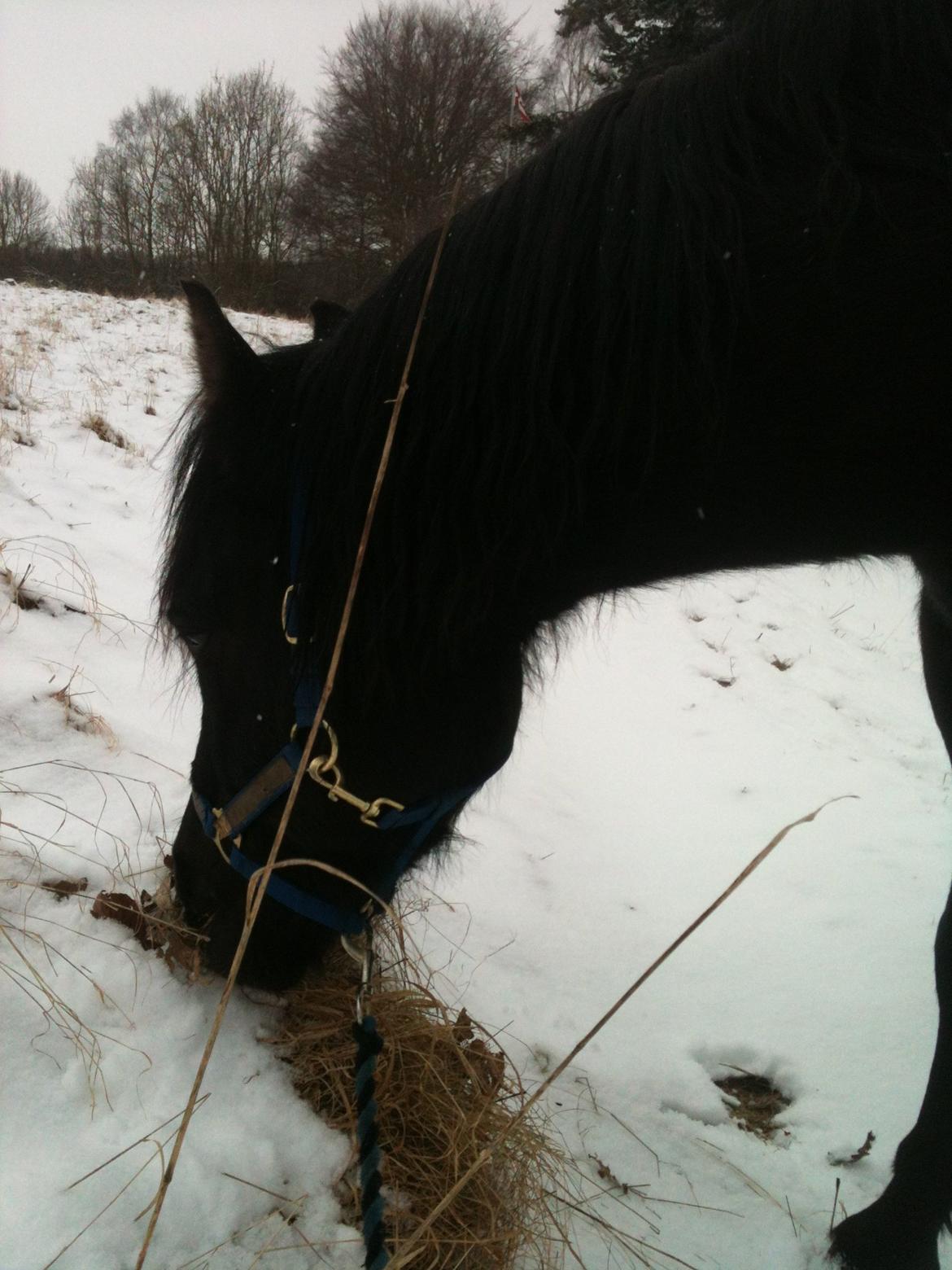 New Forest Gay Count Zidan - wee græsset dukkede frem:P billede 18